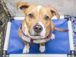 Maybe you would like to learn more about one of these? Adopt A Pet Ghost Bear And More Pets Up For Adoption In Phoenix Area Shelters