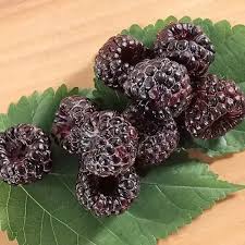 More dietary fiber per 100g. How Do We Distinguish Between Mulberry And Blackberry Quora