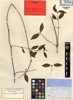 Image result for Secamone africana