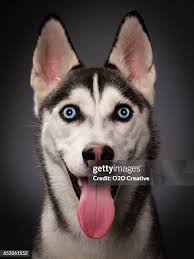 45 Dog1 Stock Photos, High-Res Pictures, and Images