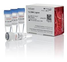 Generally ligase catalyses the following reaction T4 Dna Ligase 1 U Âµl