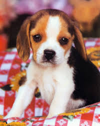 Les éleveurs de chiens et de chiots de race s'unissent pour chiens de france vous présente les chiens de france, vente de chiens et de chiots de race le chien et le chiot de race avec pedigree. Beagle Harrier Vs Anglo Francais De Petite Venerie Breed Comparison