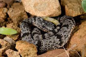 Neonate Banded Rock Rattlesnake Rattlesnake Lizard Rock