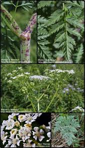 Image result for Conium