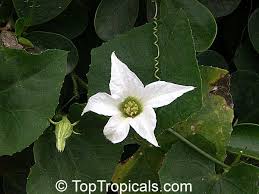 Image result for Coccinia sessilifolia