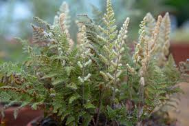Image result for Cheilanthes multifida