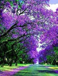 It seems to be thriving but it would be nice to know how to care for it. Jacracanda Street Sydney Australia Beautiful Nature Jacaranda Tree Beautiful Tree