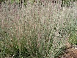 Image result for Schizachyrium brevifolium