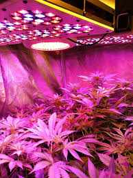 We did not find results for: Second Hand Grow Lights In Ireland 38 Used Grow Lights