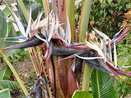 Image result for Strelitziaceae