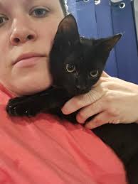 Kitten for adoption in Hanlet, NC