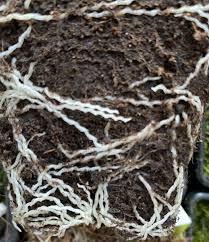 Image result for Genlisea hispidula