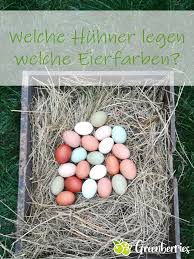 Ab wann hühner eier legen hängt sowohl von der rasse, vom futter, als auch von der jahreszeit ab. Welche Huhnerrassen Legen Welche Eierfarbe Huhner Huhner Futter Huhner Rassen