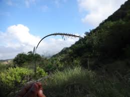 Image result for Enteropogon monostachyos