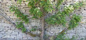 There are 3 different shapes that are mentioned when training fruit trees. 3 Ways To Train Fruit Trees
