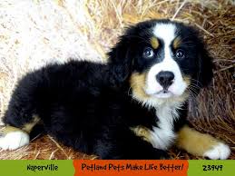 We have puppies once a year. Bernese Mountain Dog Puppies Petland Aurora