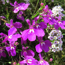 Image result for Lobelia fervens