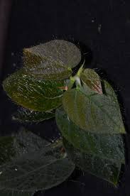 Image result for Ficus verruculosa