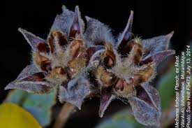 Image result for Melhania forbesii