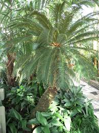 A common palm like plant, it causes bloody vomit, depression, anorexia, hypersalivation. Sago Palm And Dogs Sago Palm Poisonous To Dogs And Cats Sago Palm Pet Poison Plants Toxic To Dogs