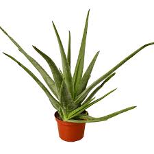 Image result for Aloe