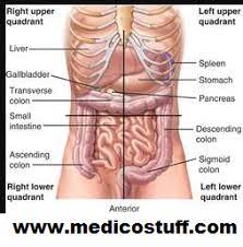 The abdomen is an anatomical area that is bounded by the lower margin of the ribs and diaphragm above, the pelvic bone (pubic ramus) below, . Abdominal Anatomy Injuries Diagram Quizlet