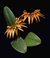 Image result for Bulbophyllum fuscum