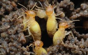 We are dedicated to excellent customer service and a job done right. Tag Termite Control