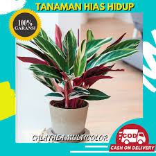 Tempat jual bibit bunga aglonema murah. Bibit Tanaman Bunga Hias Calathea Multicolor Asli Hidup Murah Bergaransi Shopee Indonesia