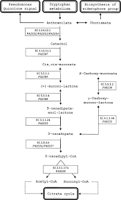 Evidence For The Involvement Of The Anthranilate Degradation