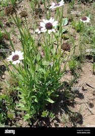 Image result for Callilepis laureola