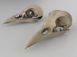 3d Anatomy Raven Skull Cgtrader In 2020 Animal Skulls Skull Painting Skull Art