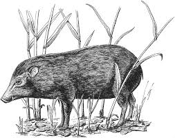 Pygmy Hog Porcula Salvania Hodgson 1847 Chapter 22 Ecology Conservation And Management Of Wild Pigs And Peccaries Draw two ovals that will help to define the places for. pygmy hog porcula salvania hodgson