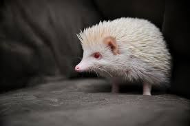 Image result for one of a kind animals