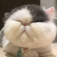 Pin On Cute Fat Cats