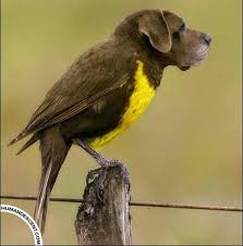 Bird Dog Photo Writing Prompts Picture Writing Prompts Visual Writing Prompts