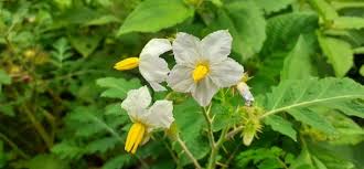 Image result for Solanum sisymbriifolium