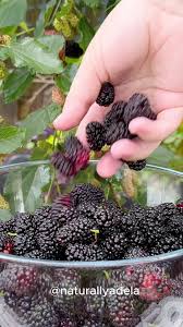 Image result for Dark Boysenberry 1999 Truck