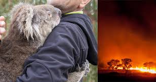 We did not find results for: How Are Koalas Doing In The Aftermath Of The Australian Fires Q A With Cheyne Flanagan