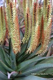 Mycactusplants san diego, ca provides rare and exotic cactus plants, indoor cacus plants, desert cactus plants cacti for the nurseries grafted bright colored mutants on temporary stocks. More Amazing Aloes South Africa In San Diego Flowering Succulents Planting Succulents Growing Succulents