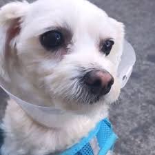 Services at a later date. Santa Ana Animal Hospital