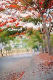 Hd Blur Background For Photo Editing I Picsart Photoshop Photoshop Backgrounds Photo Background Editor Photo Background Images