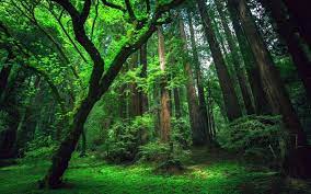 Hutan Paru Paru Dunia Yang Terlupakan Beautiful Forest Forest Wallpaper Amazon Forest