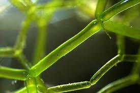 Spirogyra inggih punika chlorophyta (ganggang ijo) ingkang gadhah struktur badan filamen. 6 Jenis Chlorophyta Ganggang Hijau Contoh Gambar Ciri Dan Cara Reproduksi Biologijk