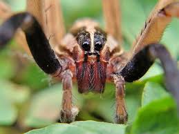 Mature male rabid wolf spider identification