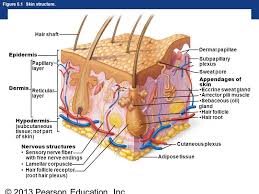 It is the primary location of dermal elastic fibers. Chapter 5 Flashcards Easy Notecards