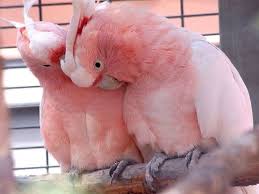 Cabi On Twitter Pet Birds Animals Beautiful Parrot