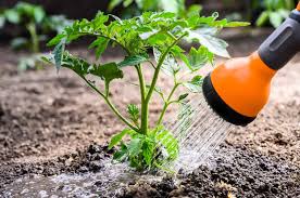 Plants that are over 6 inches. Grow Tomatoes In Raised Beds Everything You Need To Know Tomato Bible