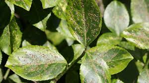 Image result for Euonymus Scale