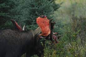 #furry art #moose #shedding velvet #burgs #burger #shaped like a friend #rad. Why Do Moose Shed Their Antlers